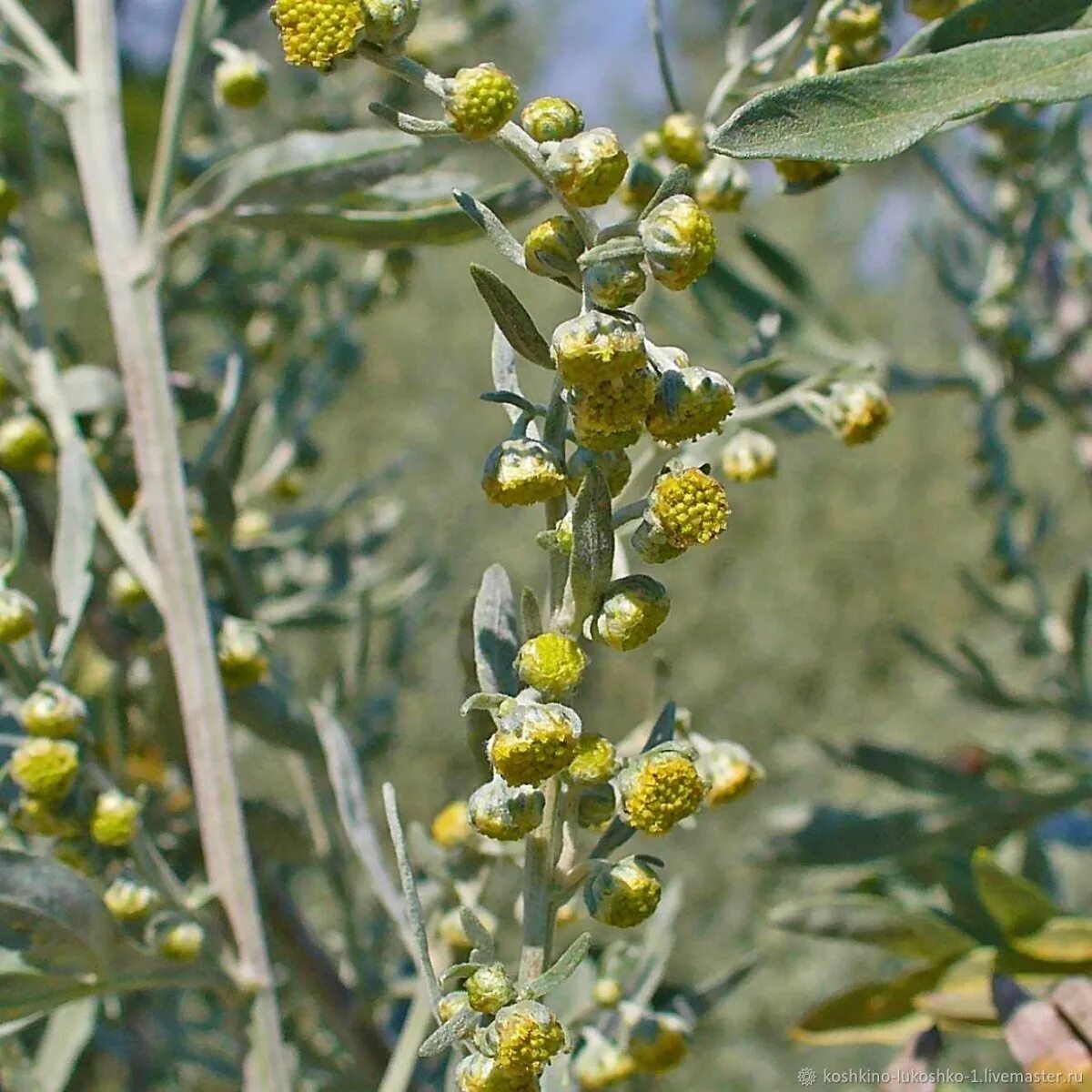 Картинка полин. Полынь горькая (Artemisia absinthium). Полынь обыкновенная чернобыльник. Полынь absinthium. Полынь горькая (Artemísia absínthium)..