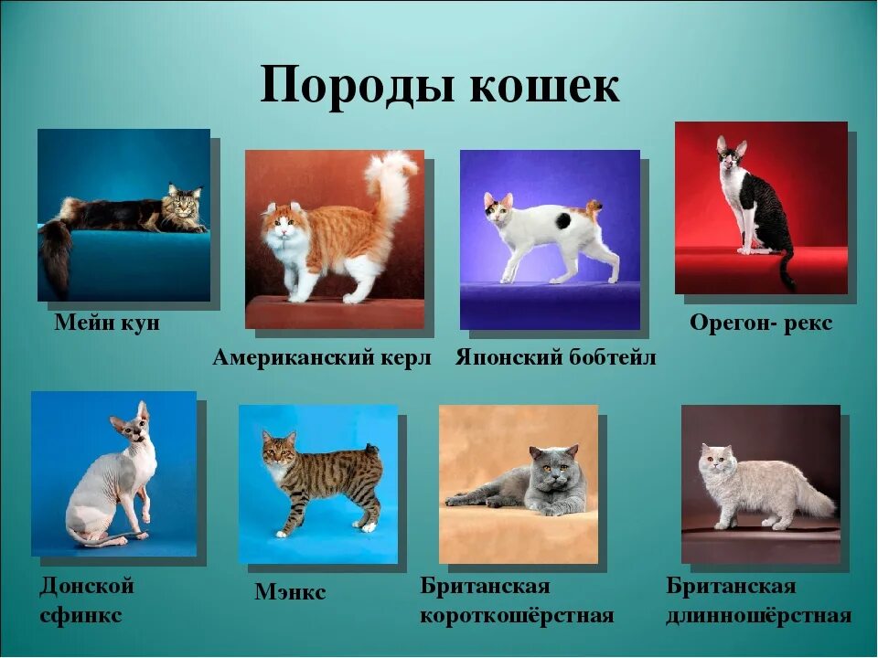 Кошка окружающий мир 2 класс. Породы домашних животных. Породы кошек презентация. Примеры пород домашних животных. Породы домашних кошек 2 класс.