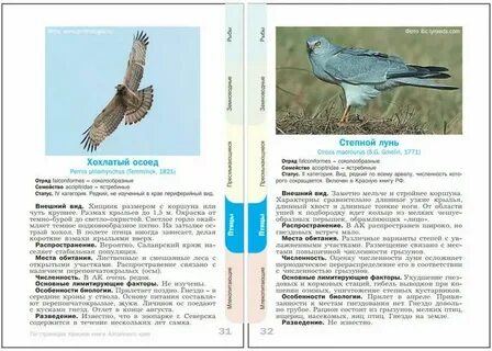 Красивые животные алтайского края