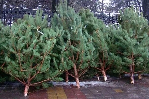 Сосна в домашних условиях фото
