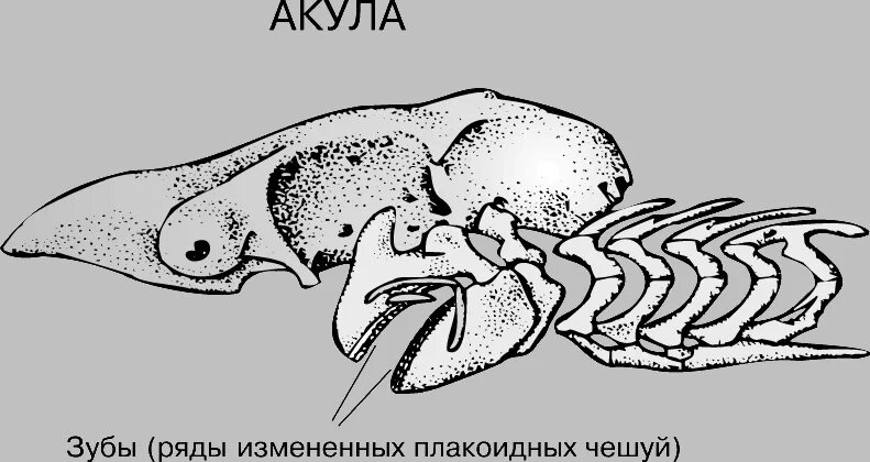 Череп катрана вид сбоку. Череп акулы строение. Череп акулы сбоку строение. Висцеральный череп акулы. Позвоночник неподвижно соединен с черепом у рыб