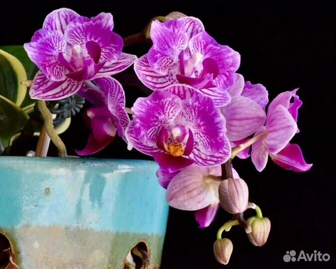 Doritaenopsis Sogo Vivien Passiflora.ru - Сервис коллективных заказов