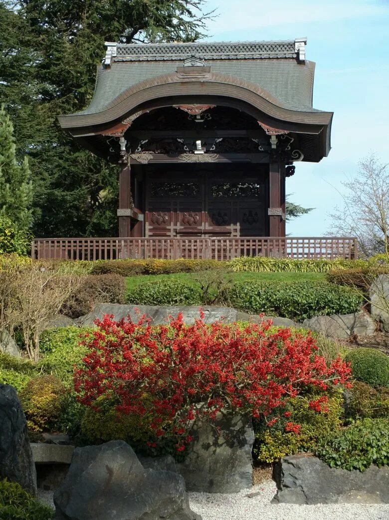 Айва японская в саду