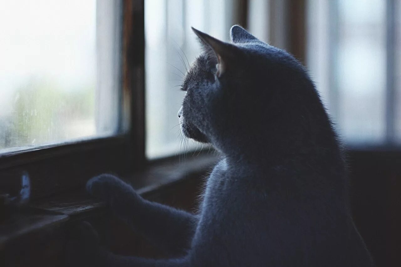 Ожидающие картинки. Кот ждет. Кошка скучает. Кошка ждет у окна. Кот на окне.