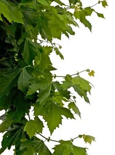 Tree leave