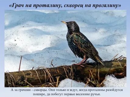 Грачи и скворцы
