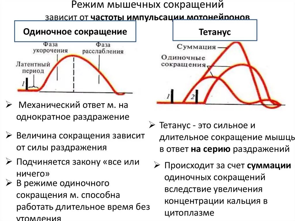 График работа мышц. Суммация и тетанус. График одиночного мышечного сокращения физиология. Режимы сокращения мышц физиология. Одиночное мышечное сокращение физиология.