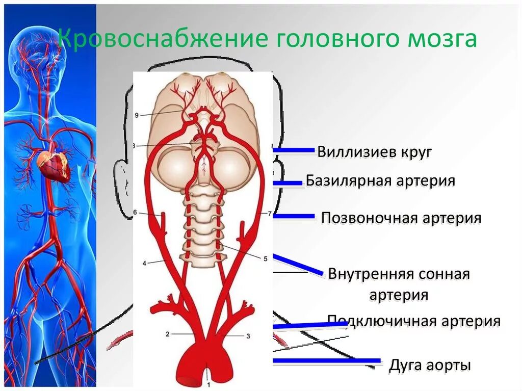 Круг кровообращения головы. Схема кровоснабжения артерий головного мозга. Артерии мозга Виллизиев круг. Сосуды головного мозга круг кровообращения. Каротидная система кровоснабжения головного мозга.