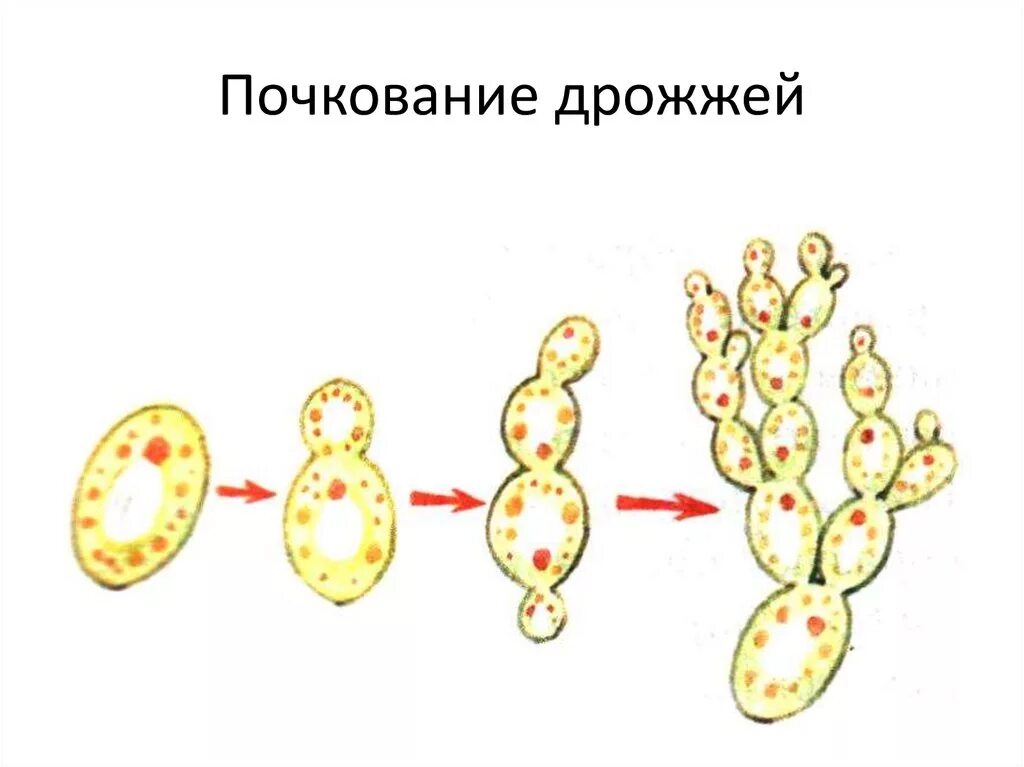 Размножение дрожжей спорами. Размножение дрожжей почкованием. Бесполое размножение дрожжей. Размножение дрожжей почкованием схема. Почкование дрожжей бесполое размножение.