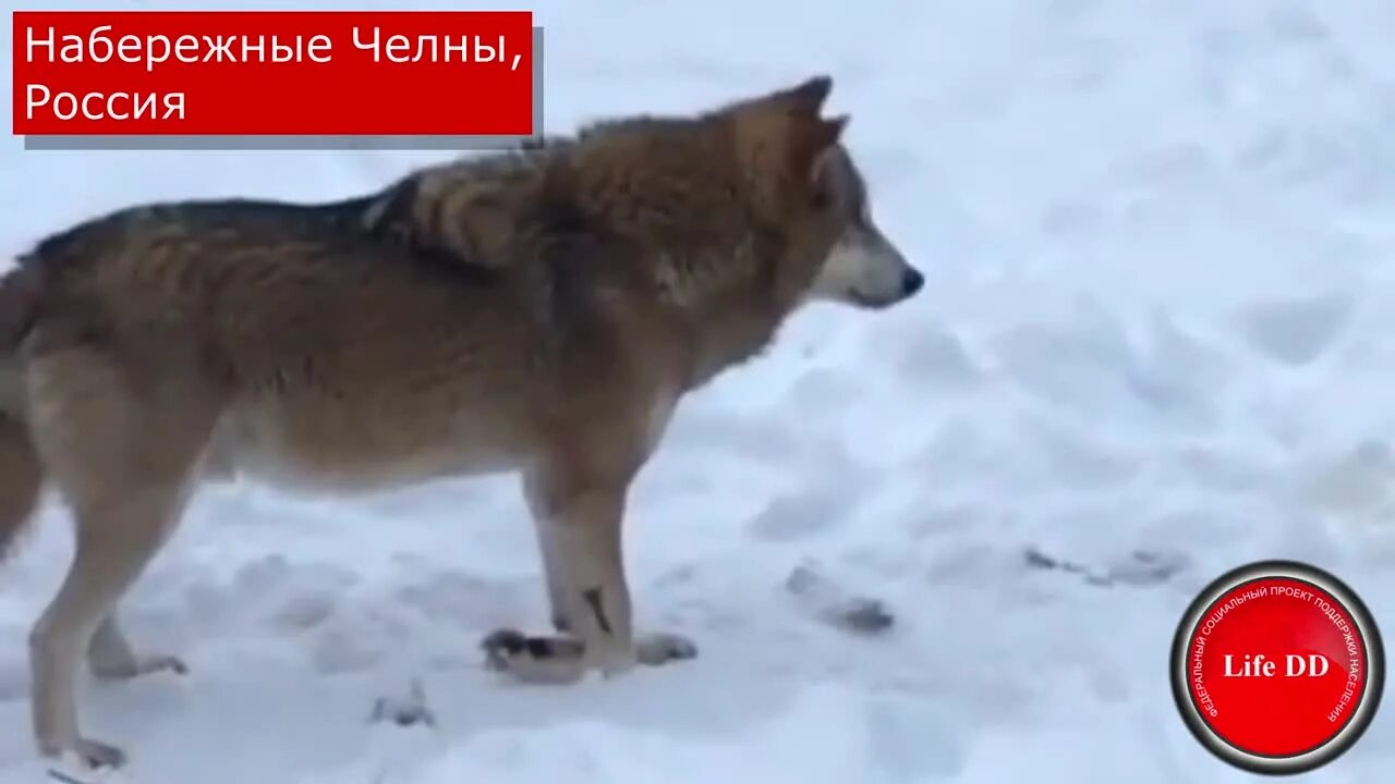 Сердце волка. Сломал волк. Сломал волк. Волк из ну погоди. Сломал волк.