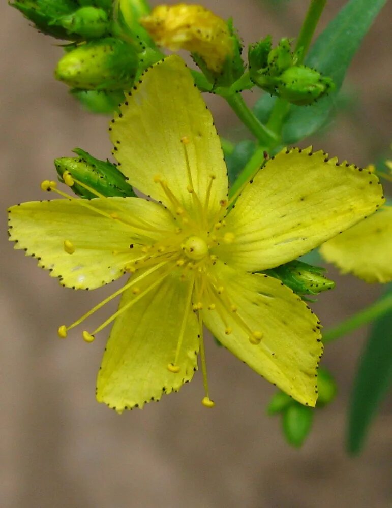 Hypericum elegans. Зверобой изящный. Hypericum monogynum / зверобо́й. Зверобой цветок.