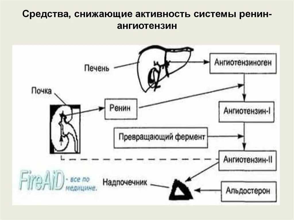 Препараты снижающие активность. Средства снижающие активность системы ренин-ангиотензин. Снижают активность ренин-ангиотензивной системы препараты. Механизм снижающие активность ренин-ангиотензиновой системы.. К препаратам снижающих активность системы ренин-ангиотензин.