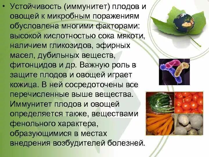 Микробиология плодов и овощей. Свежих плодов и овощей. Микробиология овощей плодов и продуктов их переработки. Микробиология овощей и плодов кратко. Комплексное использование плодов и овощей