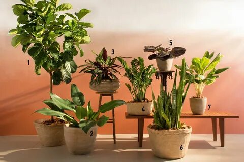 Сайт plants