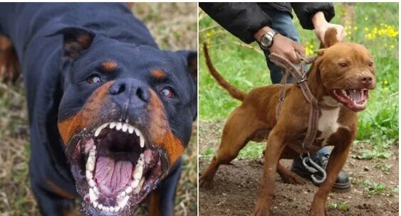 Порода собак питбуль. Стаффордширский терьер лает. Шоколадный амстафф. Стаффордширский терьер собака убийца. Стаффордширский терьер тренированный.