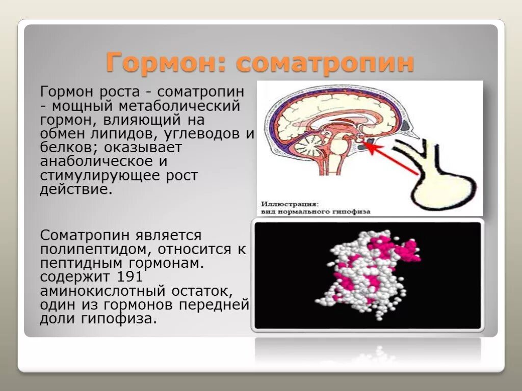 Железа выделяющая соматотропин. Гормон роста соматропин. Соматотропный гормон железа. Гормон роста (соматотропин) синтезируется. Гормон роста Somatropin.