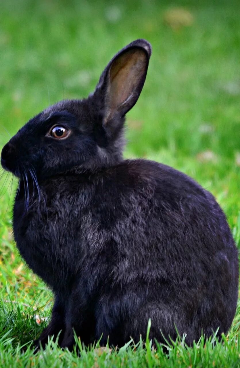 Black rabbit. Black rabbit
