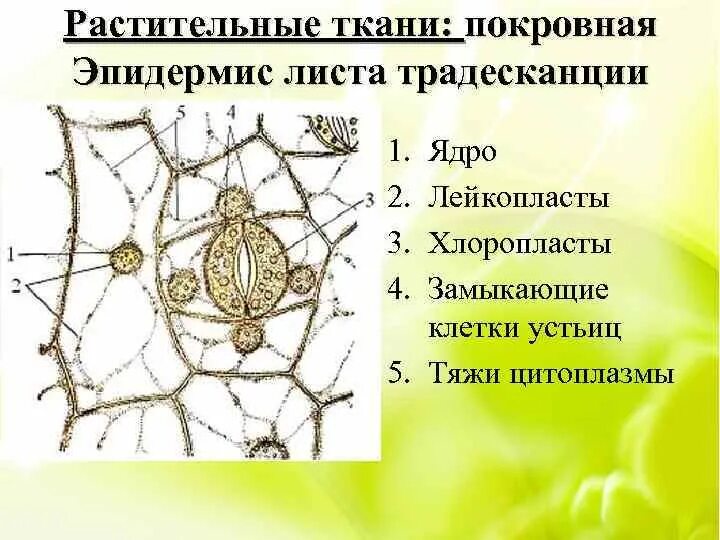 Лейкопласты в эпидермисе листа традесканции. Клетки кожицы листа традесканции. Строение эпидермы листа традесканции. Эпидерма листа традесканции рисунок. Кожица листа традесканции