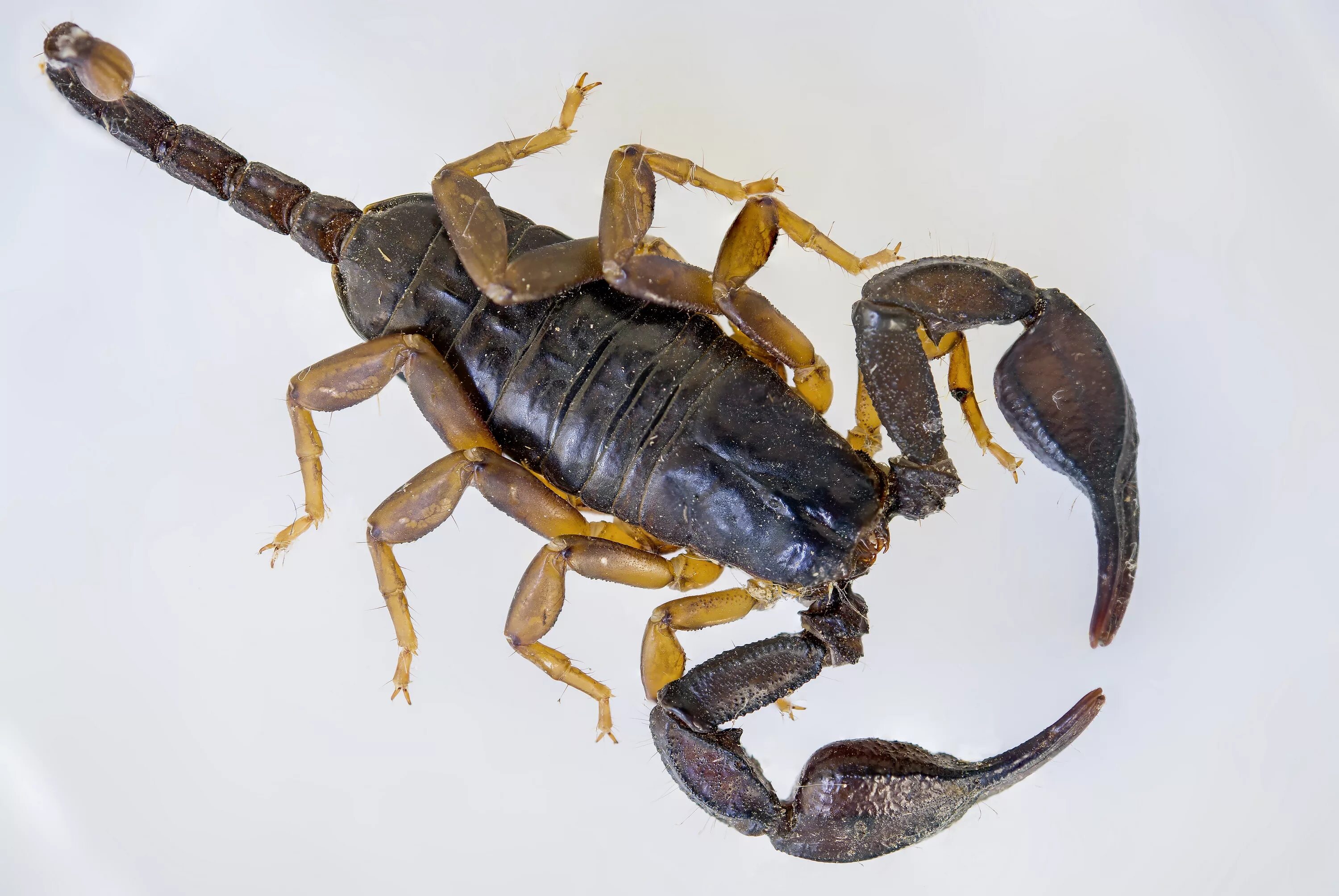 Какой тип характерен для азиатского скорпиона. Euscorpius flavicaudis. Палестинский Скорпион генурис. Скорпион Microtityus Minimus. Черный Скорпион / Black Scorpion (1995).