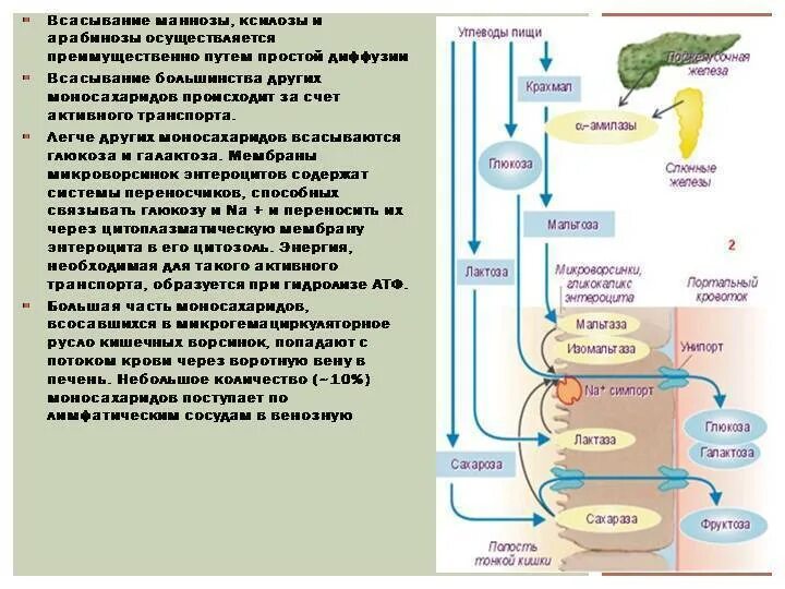 Под действием какого фермента расщепляются белки. Схема расщепления углеводов. Процесс переваривания углеводов. Переваривание белков в организме схема. Процесс всасывания углеводов.