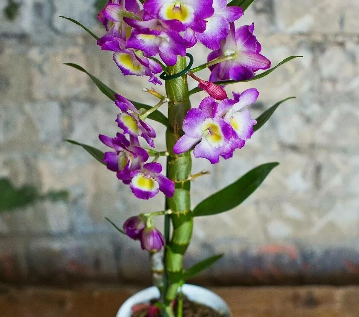 Орхидея Дендробиум. Дендробиум фаленопсис. Орхидея Dendrobium. Орхидея Дендробиум Нобиле.