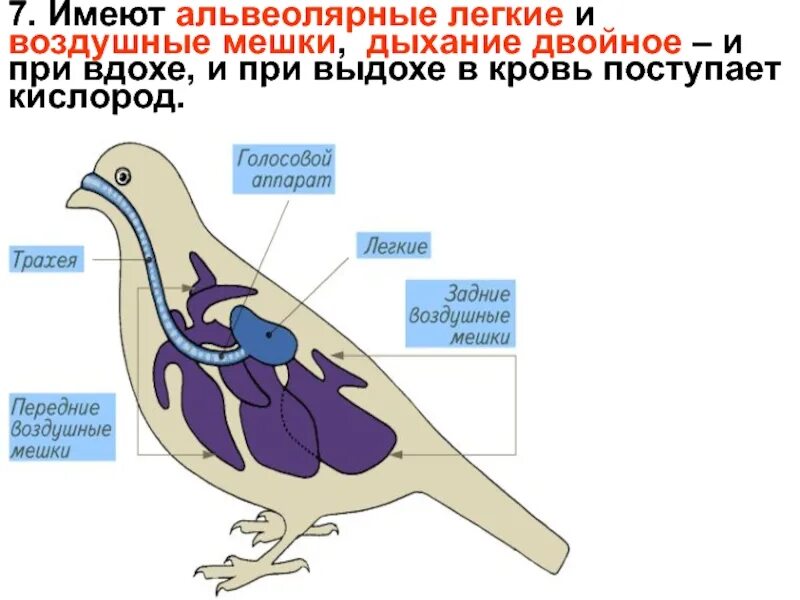 Альвеолярные легкие у птиц. Легочные мешки у птиц. Дыхательная система птиц. Строение легких птиц.