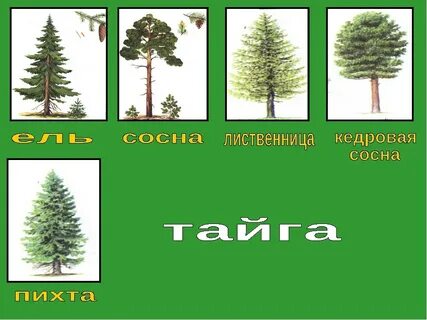 Ель кедр сосна кипарис лиственница 16 бит