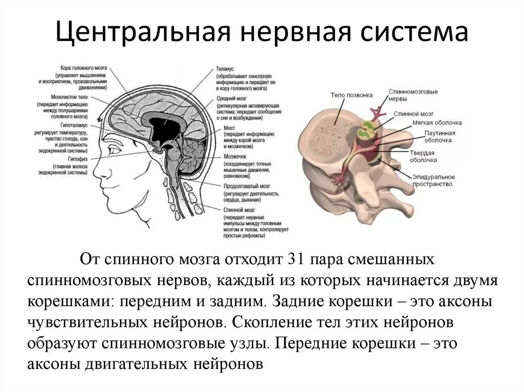 Как головной мозг связан с другими органами. Структура ЦНС головной мозг. Нервная система головной мозг спинной мозг нервы. Головной мозг спинной мозг нервы функции. ЦНС состав схема.