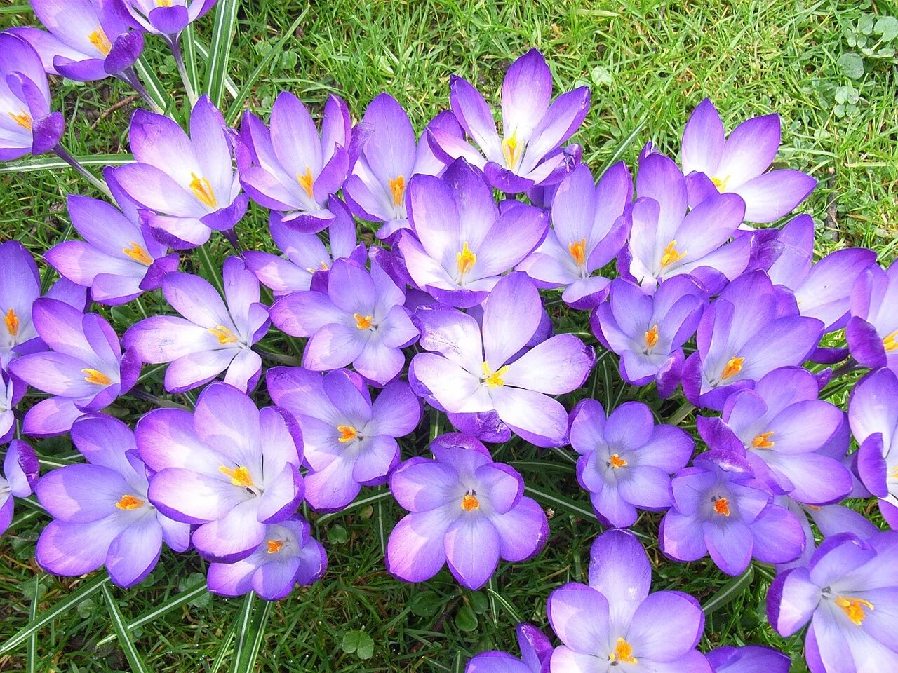 Крокус цветок. Крокусы луковицы голубые. Крокус садовый. Crocus Blossom.