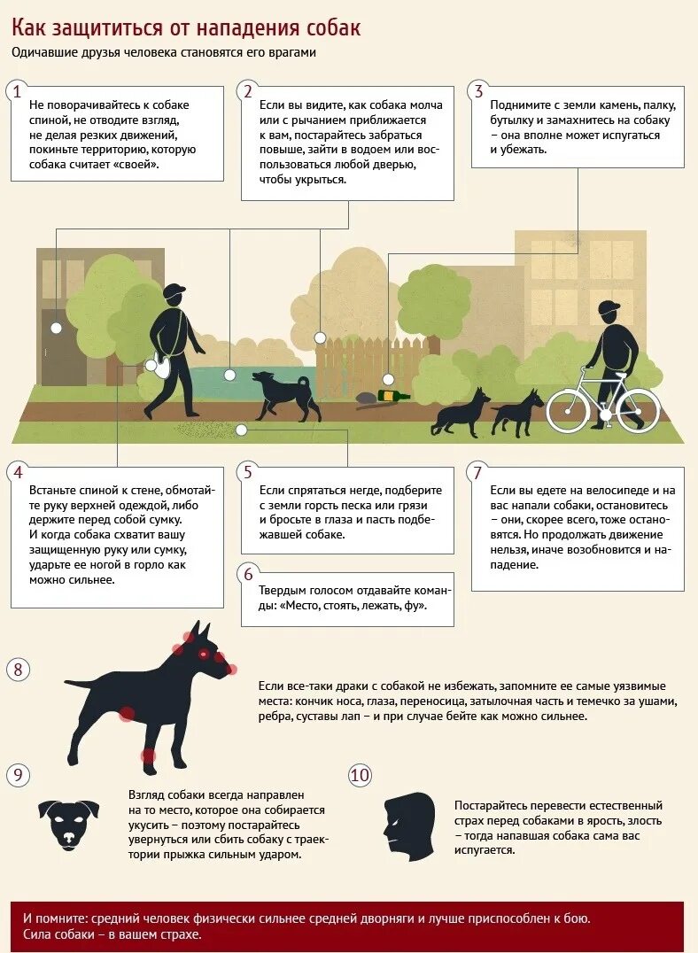Меры защиты от нападения. Меры безопасности при нападении собак. Памятка как защититься от нападения собак. Меры предосторожности при нападении собак. Памятка при нападении собаки.