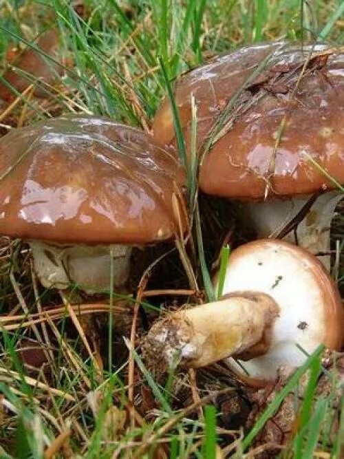 Белые грибы при варке порозовели