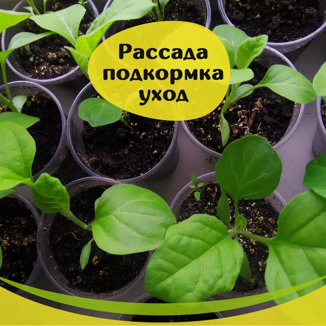 Урожайный огород рассада баклажанов. Рассада перцев и баклажан. Подкормка рассады баклажан. Всходы баклажан.