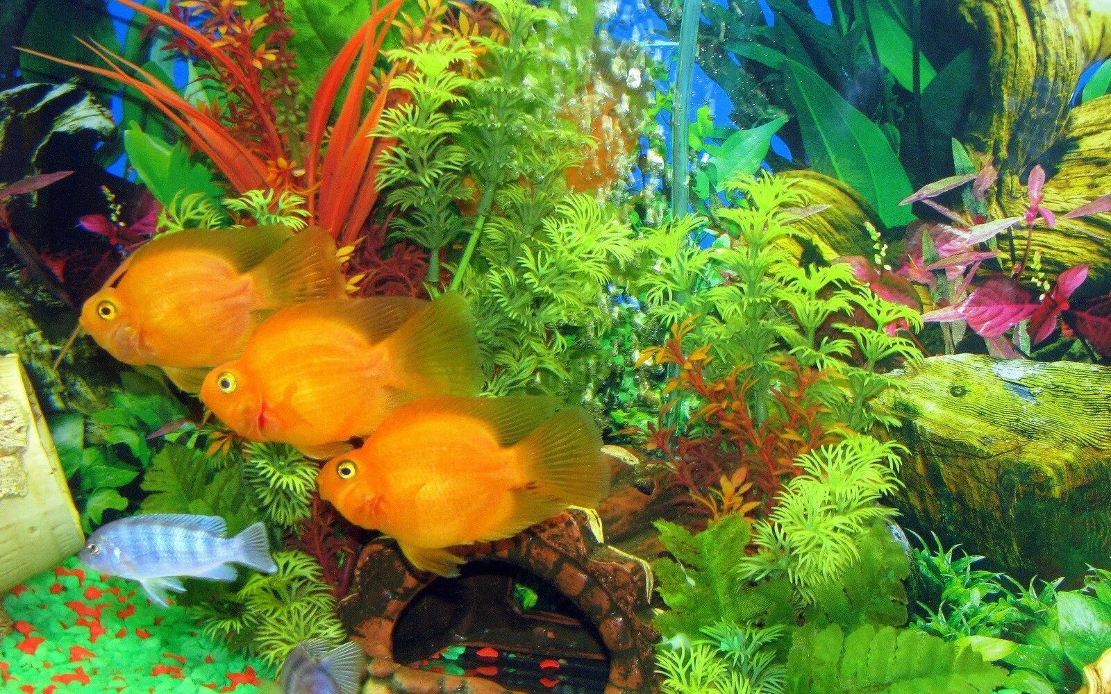 В аквариуме было 36 рыбок. Рыбки для аквариума. Красивые рыбки для аквариума. Аквариумные рыбки в аквариуме. Красивый аквариум с золотыми рыбками.