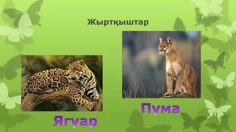 Қоғамдық орындарда транснисттердің порно видеолары