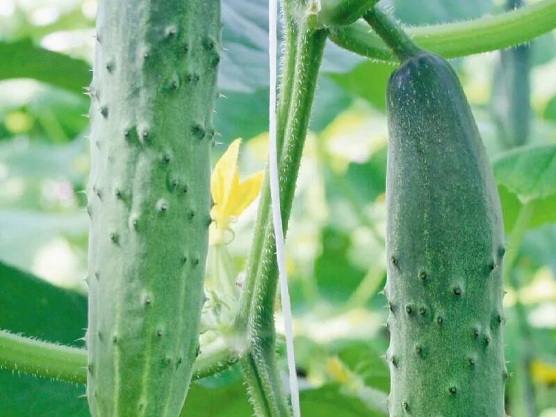 Огурец «ажур f1». Длинноплодный сорт огурцов. Длинноплодный сорт огурцов. Огурец «ажур f1». Огурец ланкастер f1.