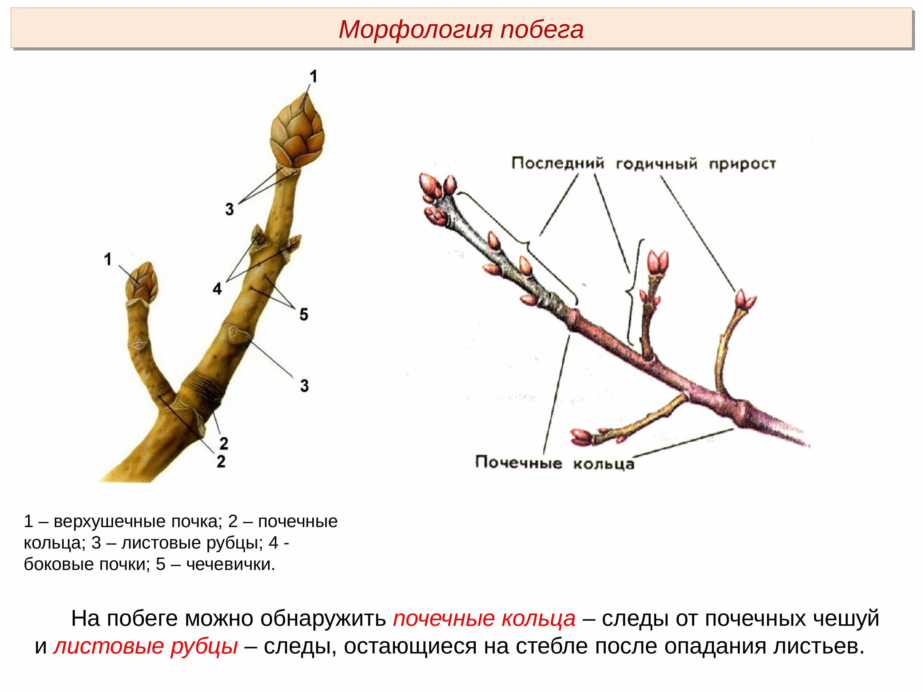 Строение побега с почечным кольцом. Морфология побега тополя. Морфология облиственного побега растений. Строение побега клена. Какую функцию выполняет пазушная почка