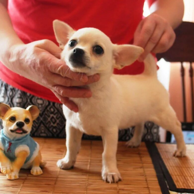 Pet class. Порода чихуахуа пет. Чихуахуа поет. Чихуахуа шоу класса. Чихуахуа подросток белый.