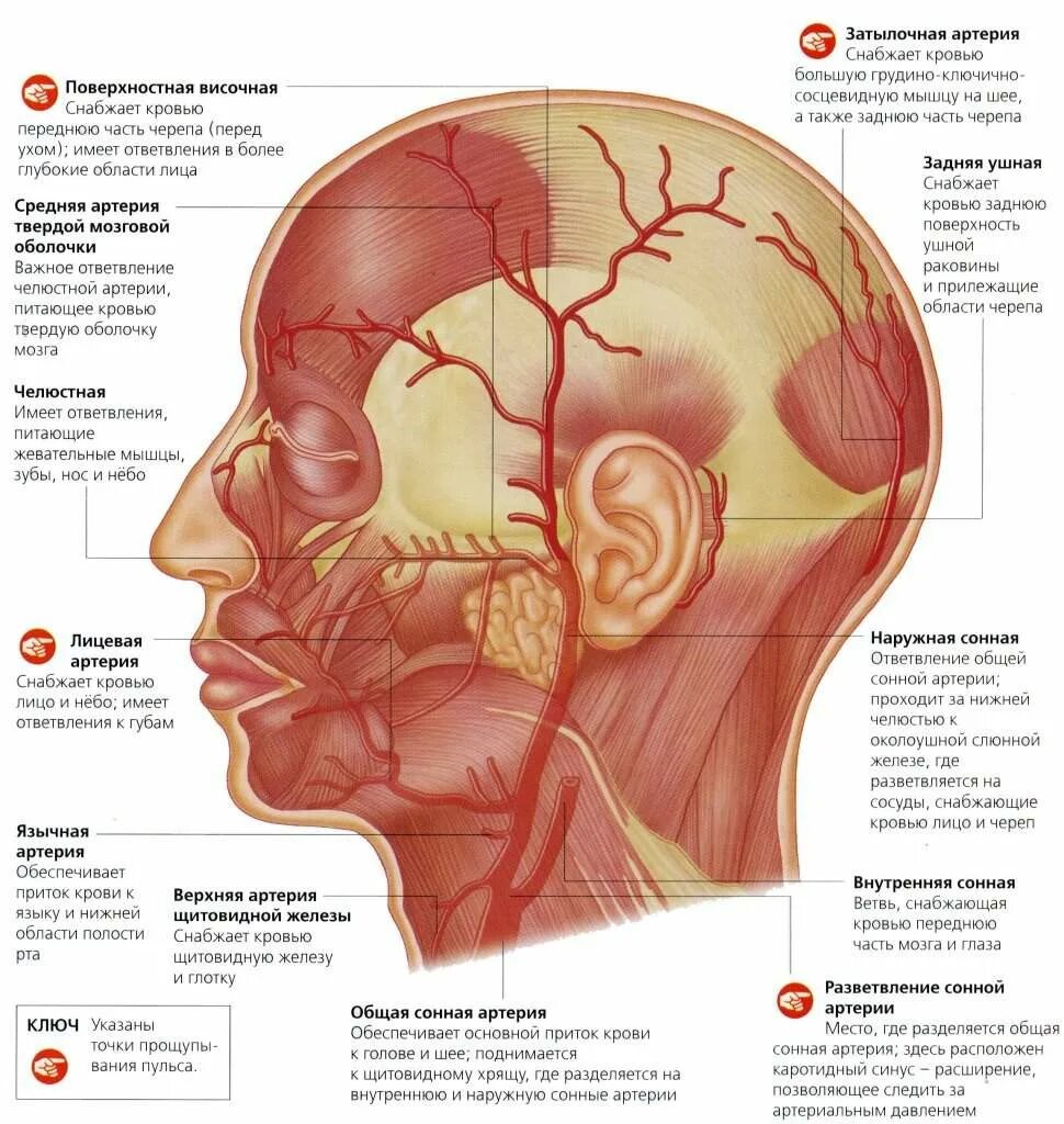 затылочная кость черепа анатомия. поверхности головы. лицевая артерия неттер. поверхности головы. мышцы головы и шеи вид сбоку.