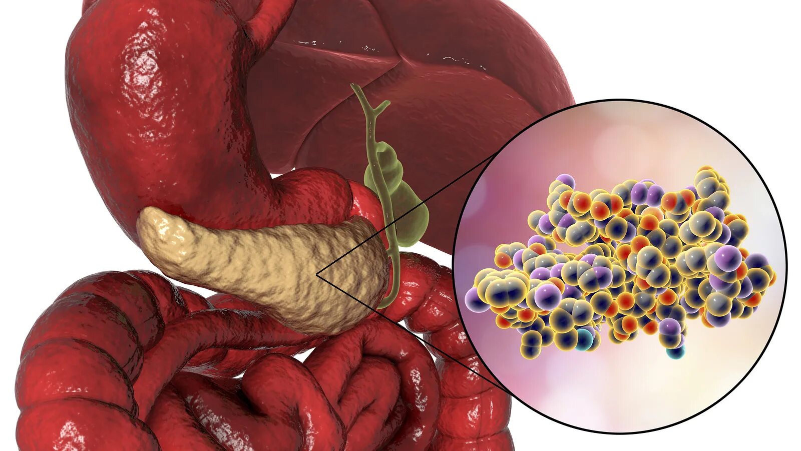 Влияние печени на поджелудочную железу. Поджелудочная железа 3д анатомия. Поджелудочная железа 3д. Туберкулез поджелудочной железы. Здоровая поджелудочная.