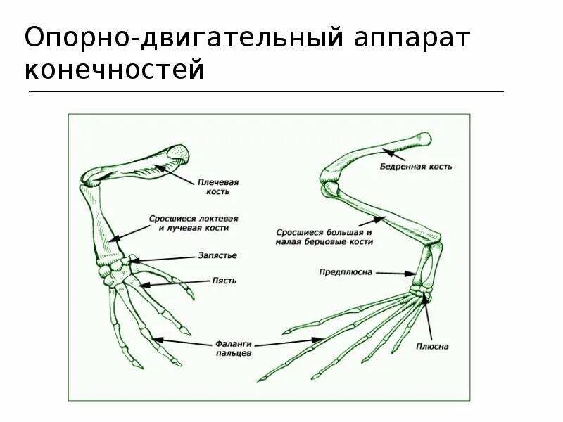 Строение опорно двигательной системы лягушки. Скелет поясов конечностей земноводных. Опорно двигательная система амфибий. Эволюция опорно-двигательной системы земноводных. Конечности беспозвоночных