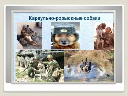 Роль собаки