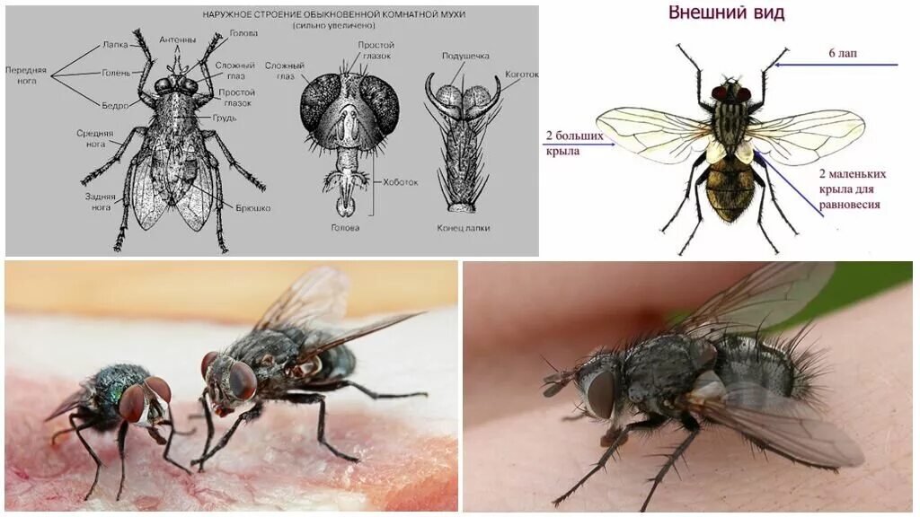Сколько живут мухи. Анатомическое строение мухи. Строение насекомых Муха. Муха ЦЕЦЕ строение. Личинка комнатной мухи строение.