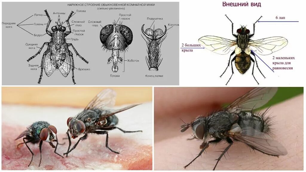 Анатомическое строение мухи. Муха ЦЕЦЕ внешнее строение. Личинка комнатной мухи строение. Внешнее строение комнатной мухи. Сколько едят мухи