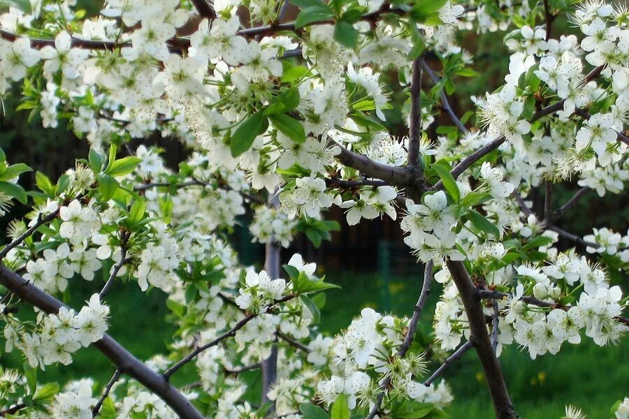 Дерево весной название цветет. Весенние деревья и кустарники. Цветение плодовых деревьев. Весеннее дерево. Цветение плодовых деревьев весной.