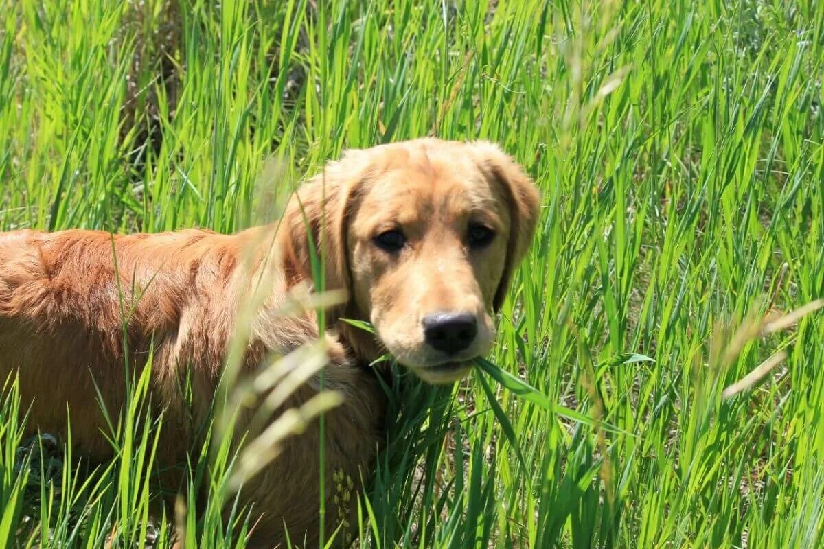 Собака ест траву. Собачья трава. Собака на траве. Трава для собак дружок. Зачем собаки едят траву