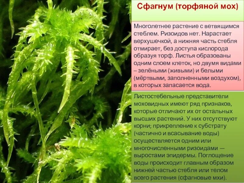 Как люди раньше использовали сфагновый мох. Торфяной мох. отдел моховидные представители. сфагнум это многолетнее растение. высшие растения отдел моховидные.