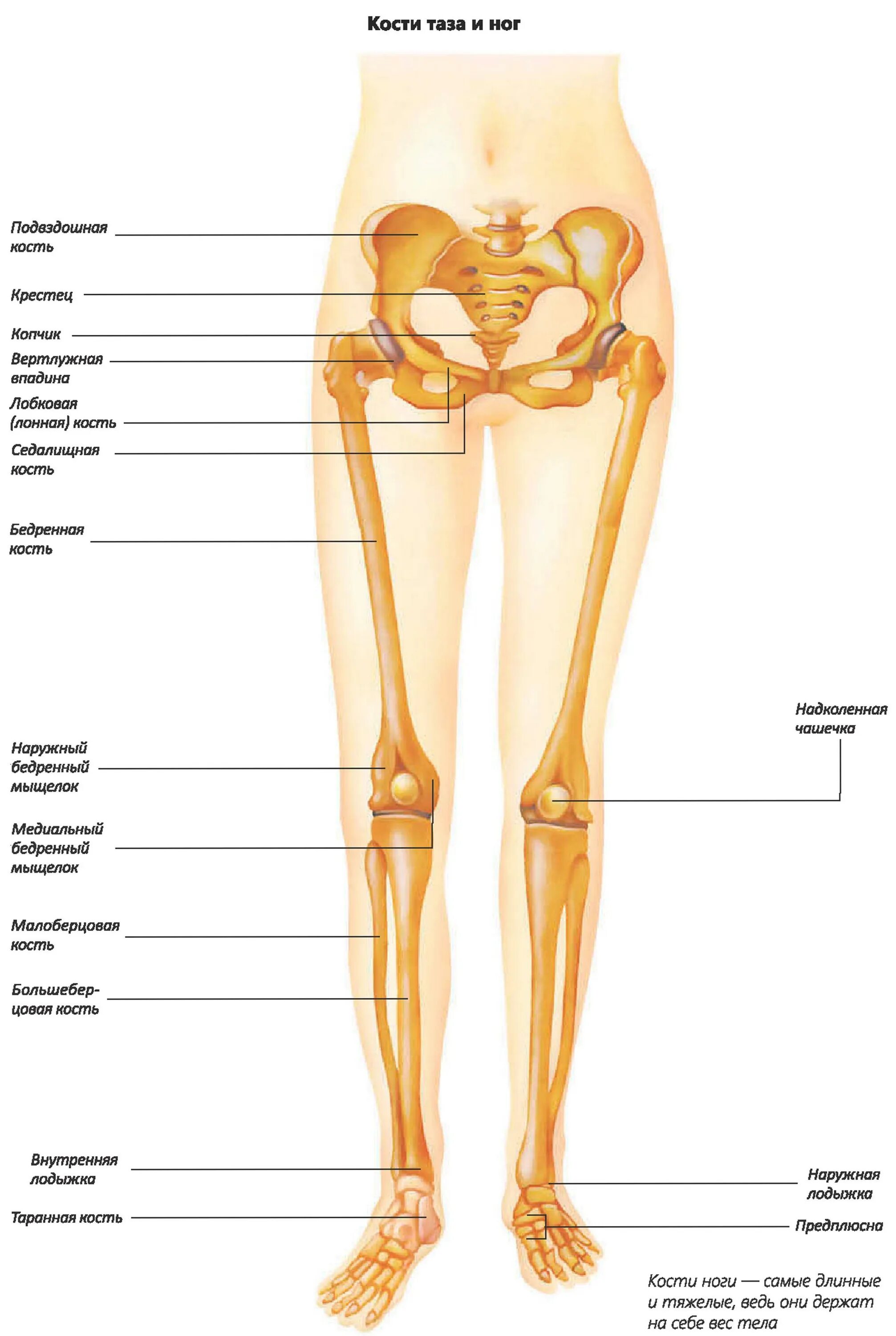 Нога анатомия строение кости. Строение ноги ниже колена кости. Анатомия ноги человека кости суставы. Кости нижней конечности анатомия голень. Скелет человека бедро