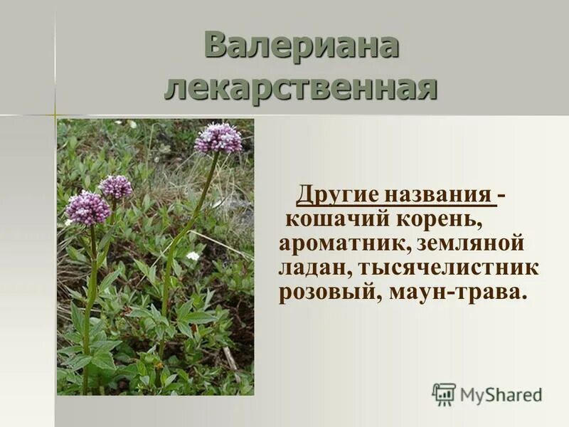 Песня в конце валериана. Валериана двудомная лекарственная. Валериана двудомная описание. Валериана лекарственная (Valeriana officinalis). Валериана лекарственная корневище.