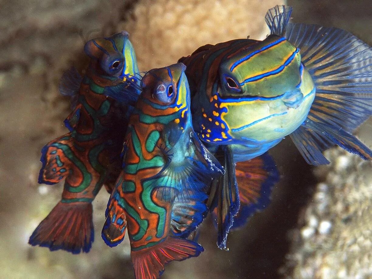 Мандаринка рыба. Рыбка мандаринка. аквариумная рыбка мандаринка. synchiropus splendidus. мандаринка (synchiropus splendidus).