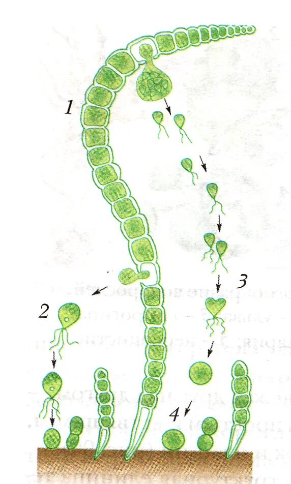 Слоевище зеленых водорослей. Ulothrix zonata. Улотрикс водоросль. Зеленые водоросли улотрикс. Улотрикс таллом.